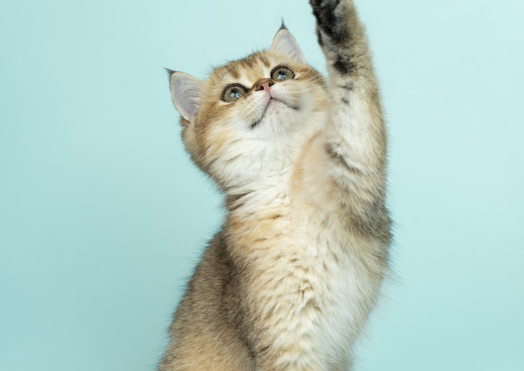 A rescued kitten being held with care