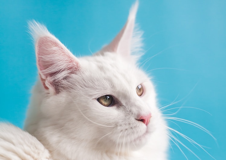 A ginger kitten ready for adoption