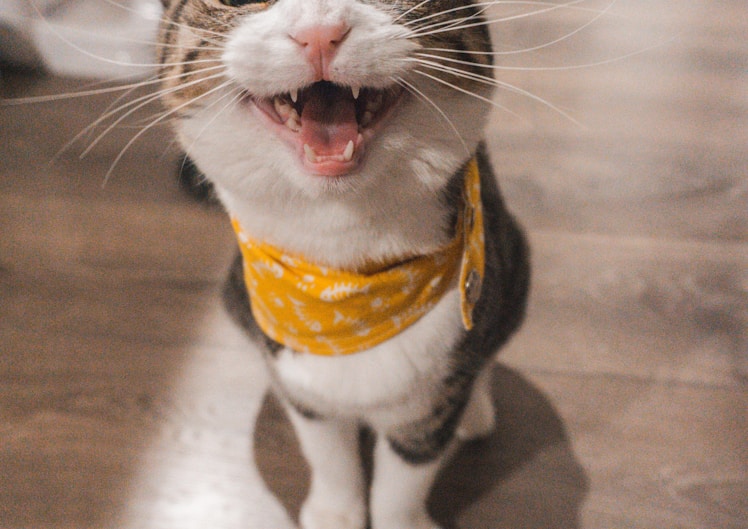 Multiple kittens together in a foster home